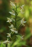 Platanthera chlorantha. Цветки с отдыхающим жуком. Карачаево-Черкессия, Карачаевский р-н, луг у берега река Махар. 06.07.2023.