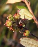 Chamaedaphne calyculata