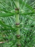 Equisetum telmateia