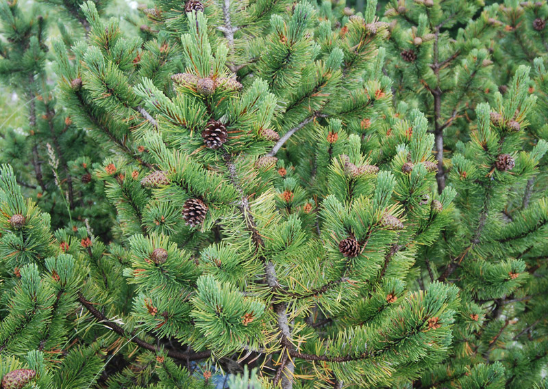 Изображение особи Pinus mugo.