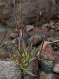 Trisetum spicatum