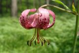 Lilium pilosiusculum