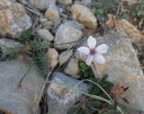 Linum tenuifolium