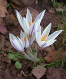 Crocus aleppicus. Цветки. Israel, Golan Heights, Ya'ar Odem. Ноябрь 2006 г.