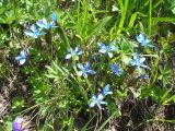 Gentiana uniflora