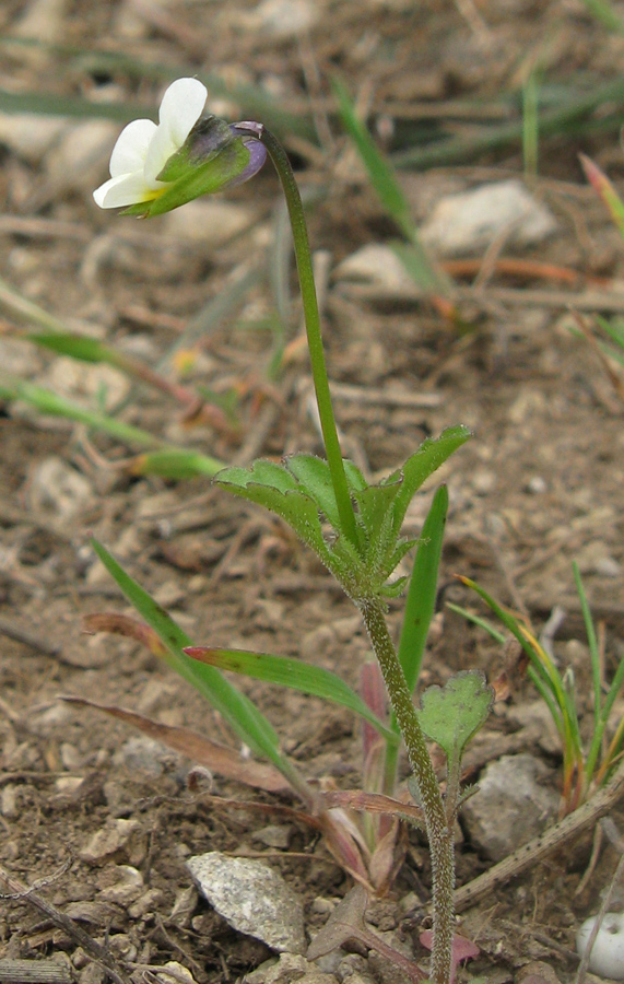 Изображение особи Viola arvensis.