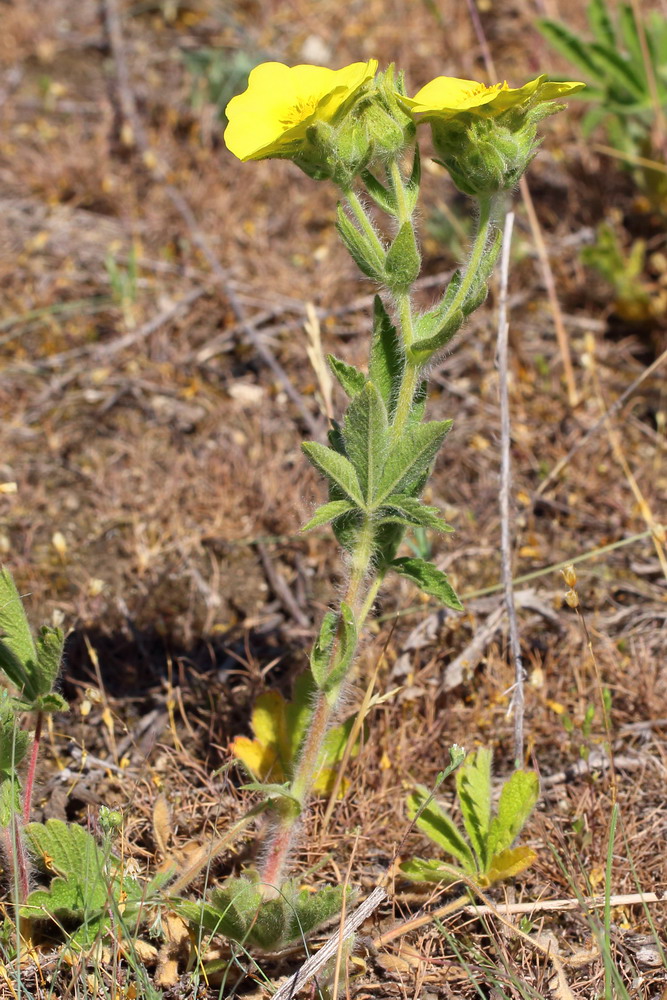 Изображение особи Potentilla astracanica.