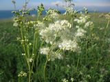 Filipendula vulgaris