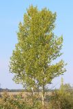 genus Populus. Деревья осенью. Ростовская обл., Неклиновский р-н, Троицкое с/п, дол. р. Миус. 12.09.2013.