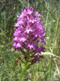 Anacamptis pyramidalis