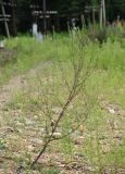 Artemisia campestris