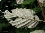 Carpinus betulus