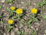 Inula britannica