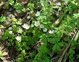 Oxalis acetosella