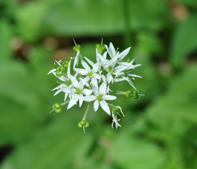 Изображение особи Allium ursinum.