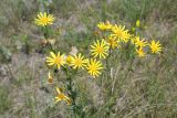 Senecio jacobaea