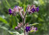 Anchusa officinalis. Соцветие. Ленинградская обл., Волосовский р-н, дер. Малый Сабск. 15.06.2014.