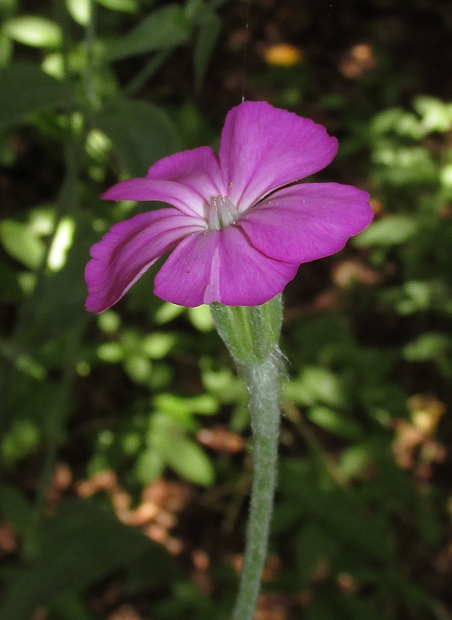 Изображение особи Lychnis coronaria.