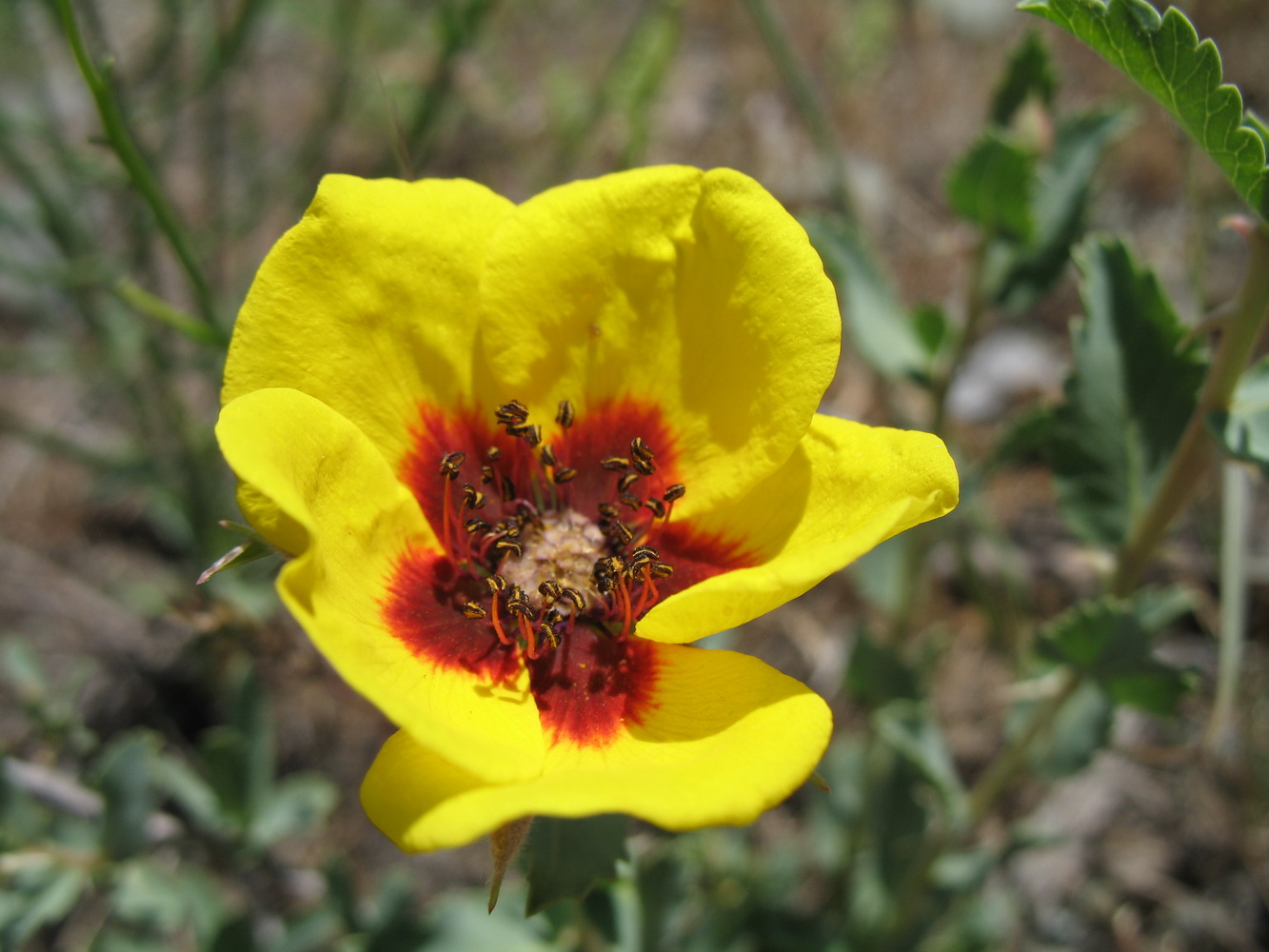 Изображение особи Rosa persica.