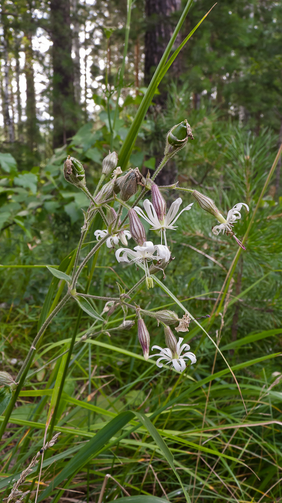 Изображение особи Silene nutans.