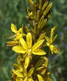 Asphodeline lutea. Часть соцветия с цветками и бутонами. Краснодарский край, Черноморское побережье Кавказа, окрестности Геленджика, территория Верхнего парка сафари, склон. 05.05.2013.