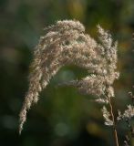 Calamagrostis epigeios