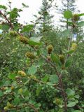 Betula divaricata