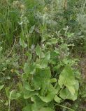 Ligularia songarica