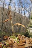 Solidago virgaurea. Плодоносящее растение. Краснодарский край, м/о г. Новороссийск, гора Рябкова, широколиственный лес на склоне горы, выс. ≈ 400 м н.у.м. 14.11.2015.