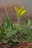 Gagea granatellii. Цветущее растение. Западный Крым, южный берег оз. Кызыл-Яр, степь. 6 марта 2016 г.