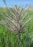 Echium biebersteinii