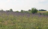 Salvia nutans