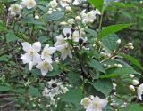 Philadelphus tenuifolius. Ветвь с соцветиями. Владивосток, Академгородок. 10 июня 2016 г.