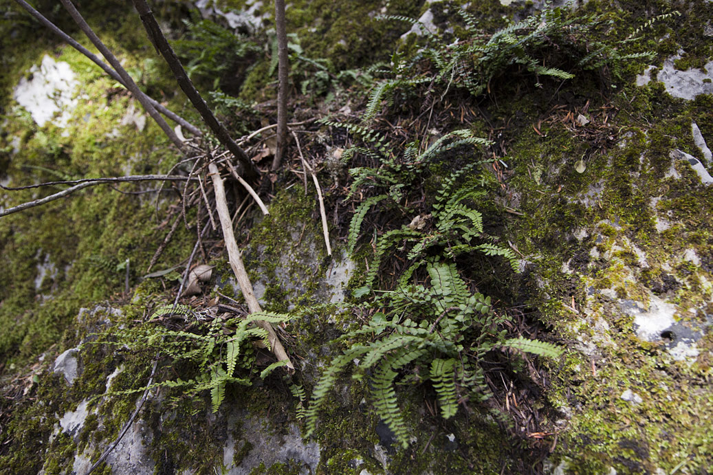 Изображение особи Asplenium trichomanes.