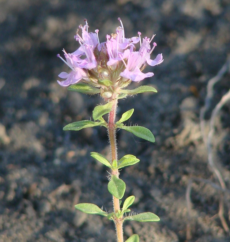 Изображение особи род Thymus.