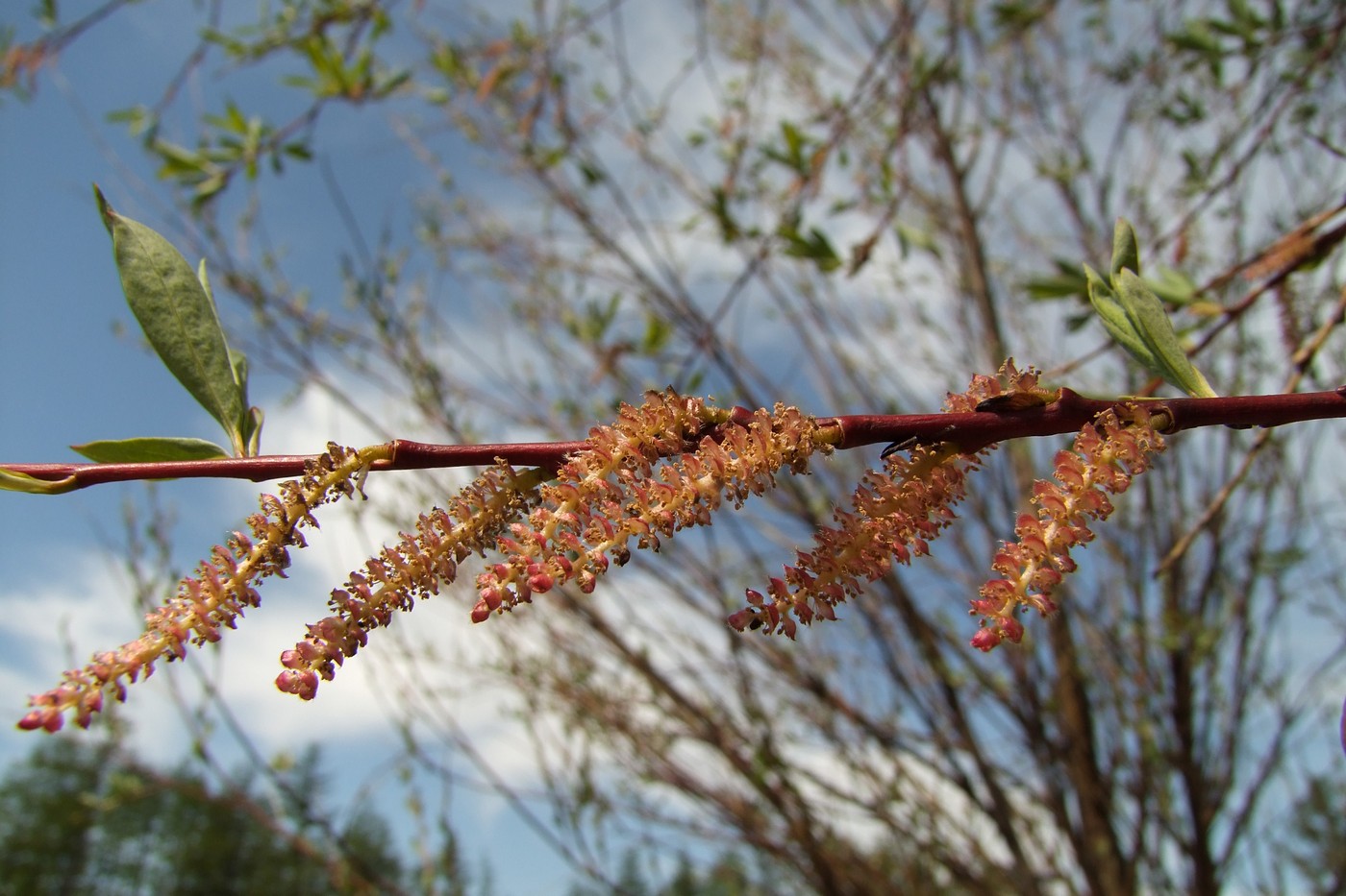 Изображение особи Chosenia arbutifolia.