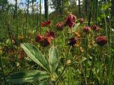 Comarum palustre