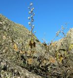 genus Digitalis. Плодоносящее растение. Испания, Центральная Кордильера, нац. парк Сьерра-де-Гуадаррама, гранитный массив La Pedriza, высота ок. 1200 м. Январь.