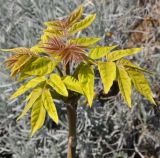 Ailanthus altissima