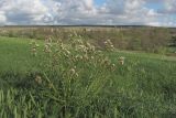 Crambe aspera. Зацветающее растение. Крым, Севастополь, окр. Максимовой дачи, склон Хомутовой балки. 24.04.2017.