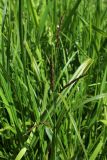 Carex acuta. Верхушка стебля с отцветшими соцветиями (широкие листья - Scirpus sylvaticus). Москва, Измайловский парк, луг в пойме р. Серебрянки. 12.06.2017.