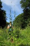 Sonchus palustris. Цветущие растения (высота растений не менее 3-х м). Краснодарский край, м/о г. Новороссийск, ущ. Щель Мардакова, разнотравный луг на опушке леса вблизи горного ручья. 08.07.2017.