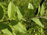 Symphoricarpos orbiculatus. Часть веточки с соцветиями (листья видны с верхней стороны). Украина, г. Луганск, Опытное поле, дендропарк ЛАЛОС, в культуре. 24.07.2017.