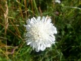 Knautia arvensis