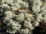 Cladonia uncialis. Талломы. Западный Саян, Ергаки. Август 2007 г.