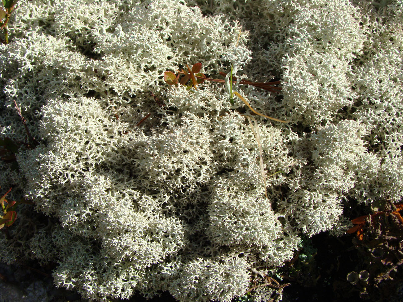 Изображение особи Cladonia uncialis.