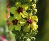 Verbascum nigrum. Цветки. Пермский край, Кунгурский р-н, окр. с. Филипповка, северная часть Кунгурской лесостепи, гора Ледяная, южный склон. 16.07.2017.