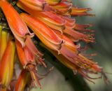 Aloe marlothii