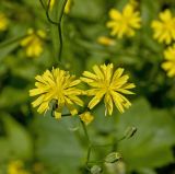 Lapsana communis. Соцветия и бутоны. Пермь, Свердловский р-н, сорное во дворе жилого дома. 10 июля 2017 г.