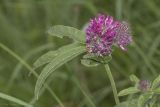 Trifolium alpestre. Верхушка побега с соцветиями. Саратов, Кумысная поляна, луг. 11.06.2018.